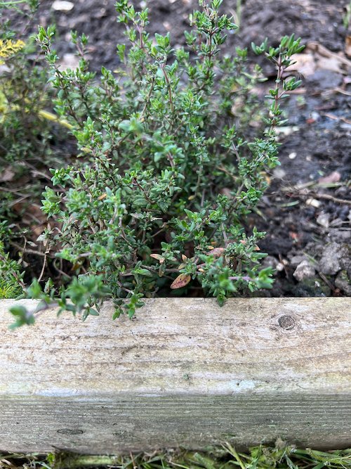 photo of a thyme plant
