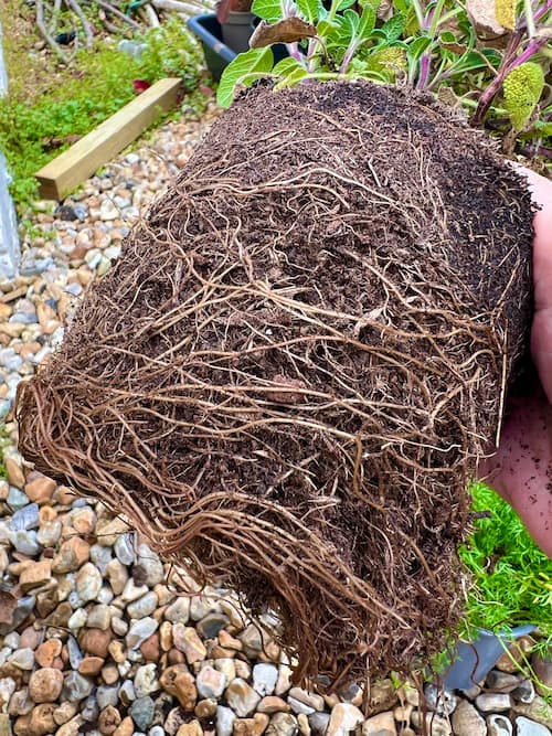 photo of plant rootball