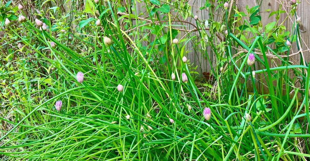 A large chive plant with half open purple flowers, in front of a wooden fence