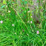 large chive plant with purple flowers in front of a wooden fence