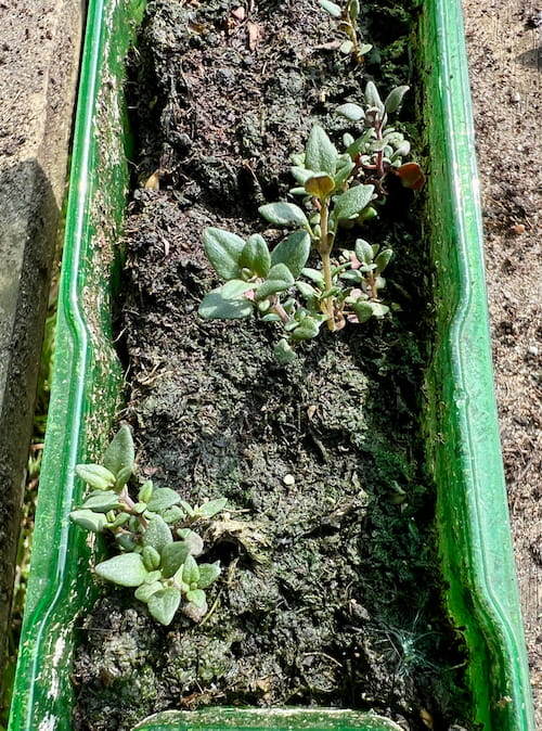 photo of thyme seedlings
