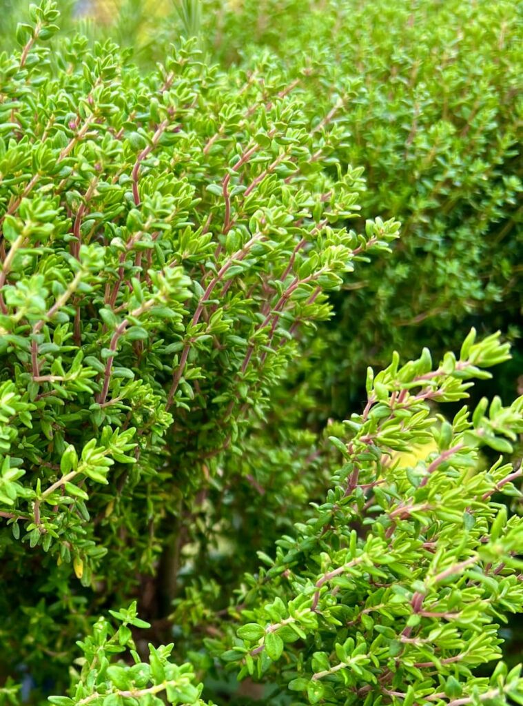 thyme shoots