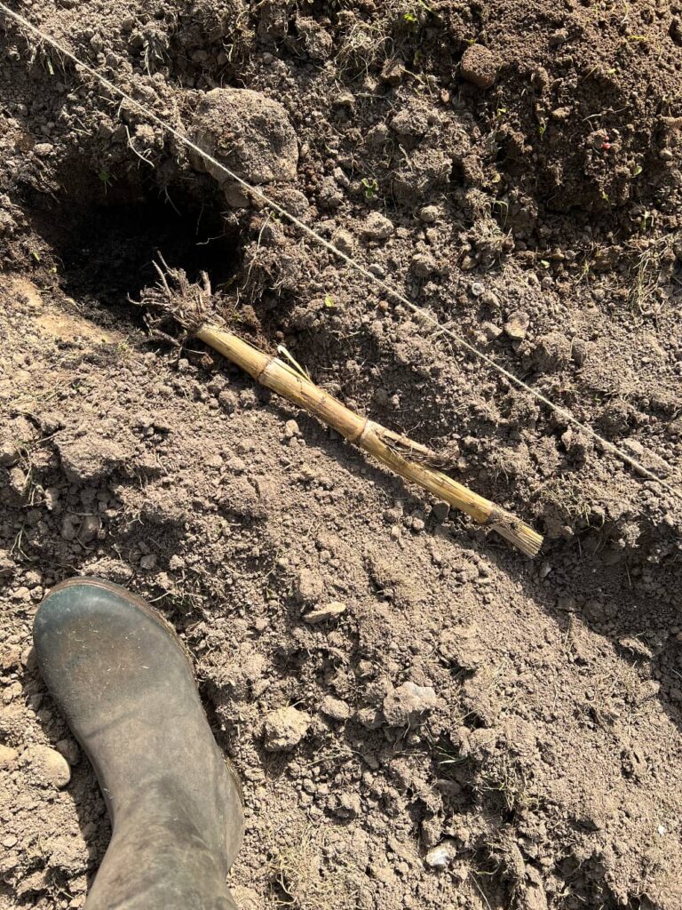 measuring stick in soil next to wellington boot