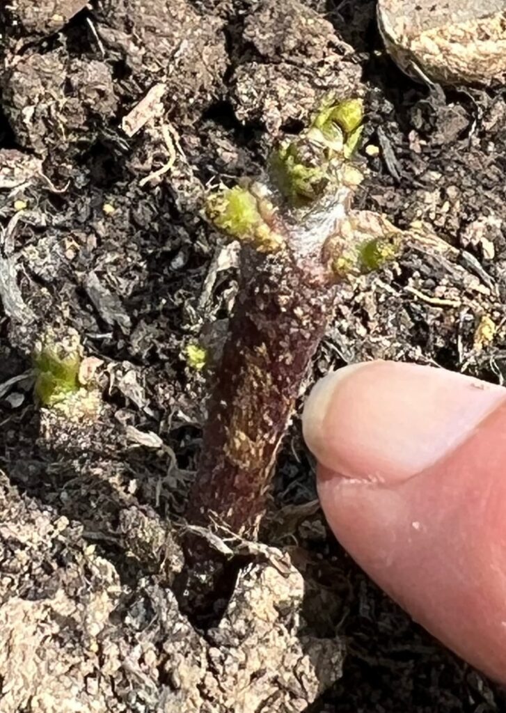baby potato shoots appearing in May