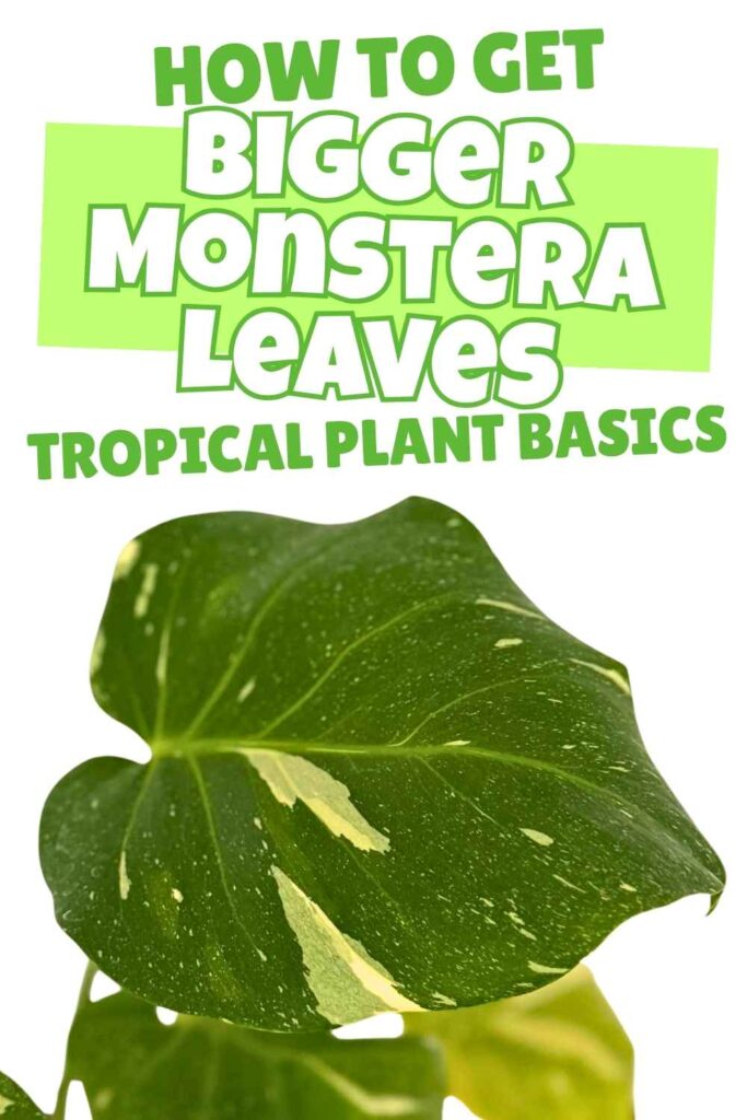 photo of large variegated monstera plant leaf