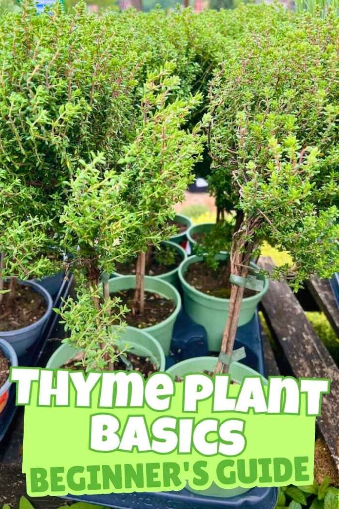 photo of  thyme plants in pots