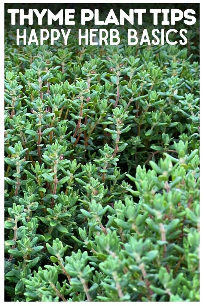 close up photo of thyme plant leaves