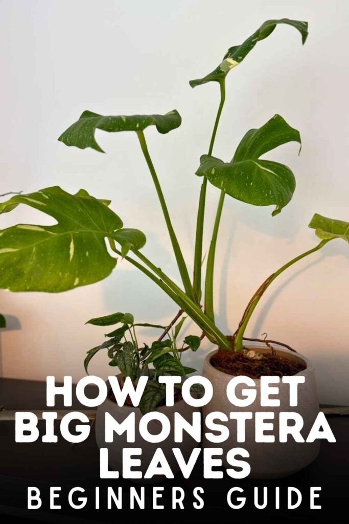 Monstera Growth - How To Get Bigger Monstera Leaves Indoors