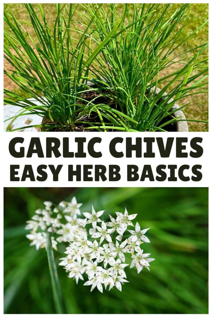 photo of garlic chives in a pot above a photo of a white garlic chives flower