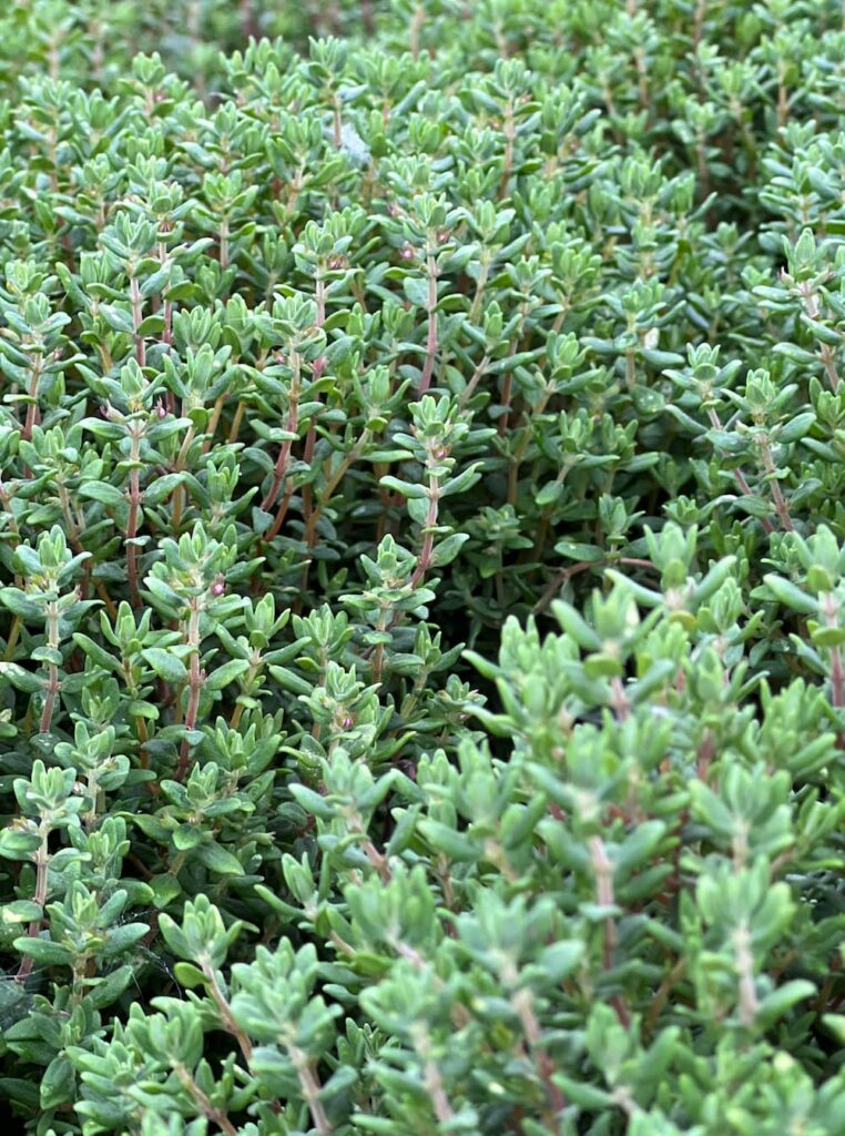common thyme plant with new growth