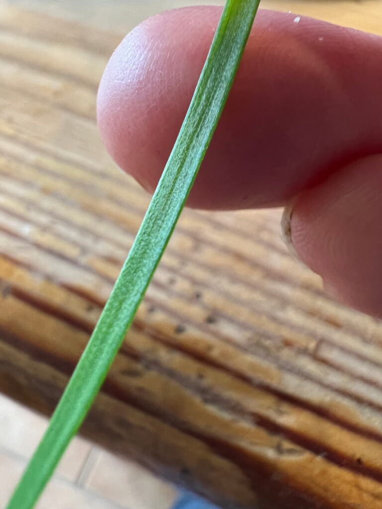 photo of a single garlic chive leaf