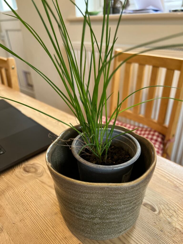 photo of a garlic chives plant