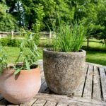photo of a pot of garlic chives next to a pot of french tarragon