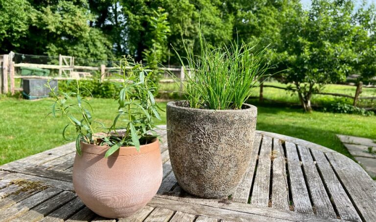 photo of a pot of garlic chives next to a pot of french tarragon