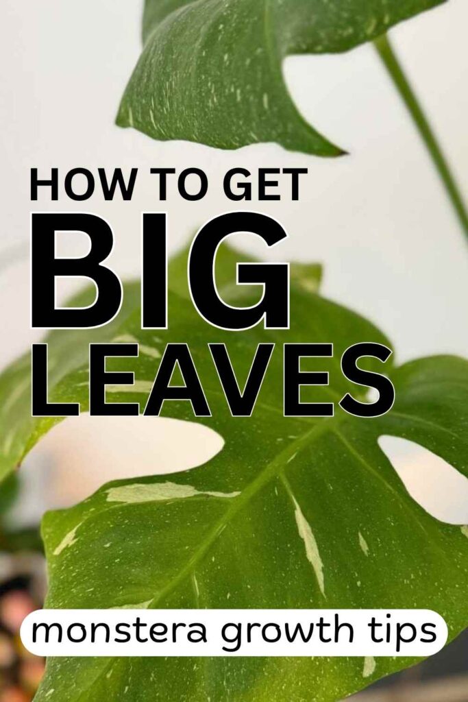 photo of monstera leaves with text overlay that reads: how to get big leaves
