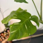 monstera thai constellation closeup