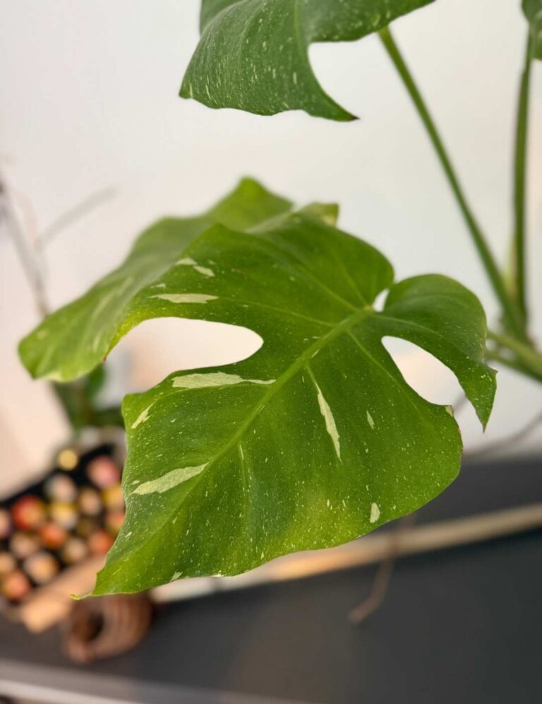 monstera thai constellation closeup