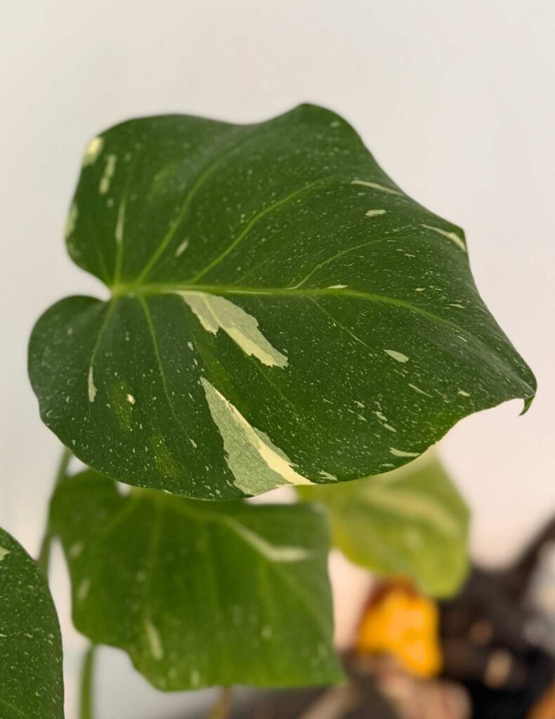 monstera leaf