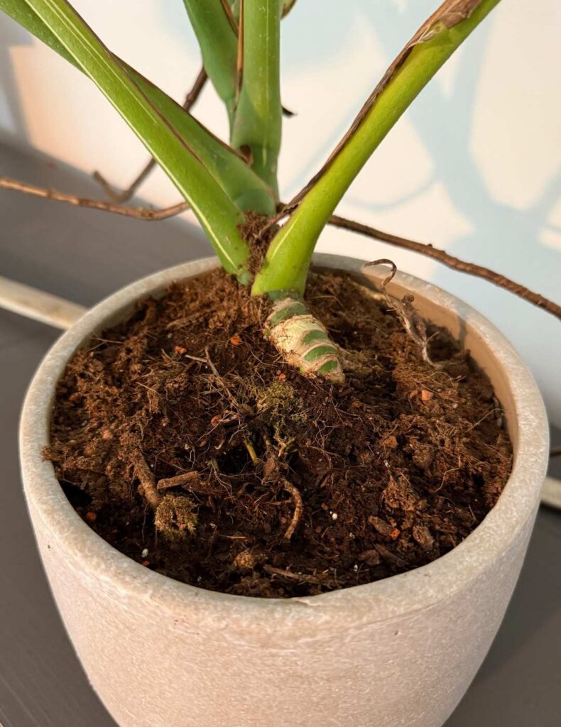 monstera roots in the pot