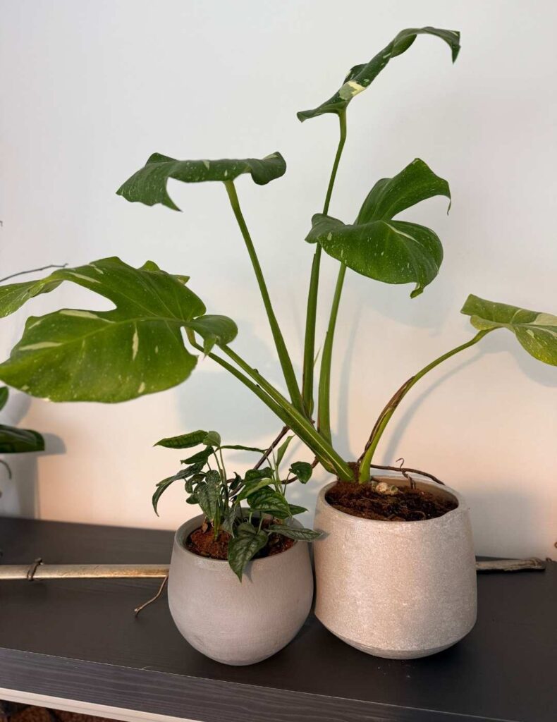 monstera thai constellation vs monstera siltepecana