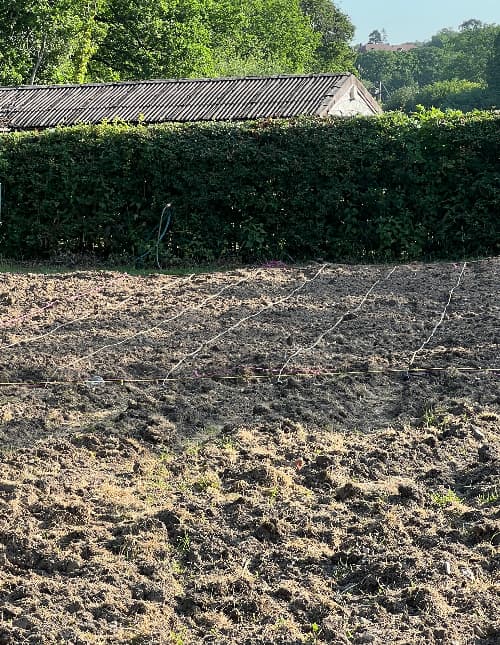 photo of vegetable plot marked with string
