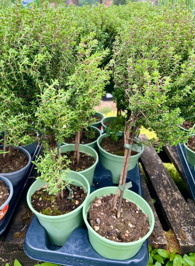 photo of thyme lollipop trees on a bench in a garden center