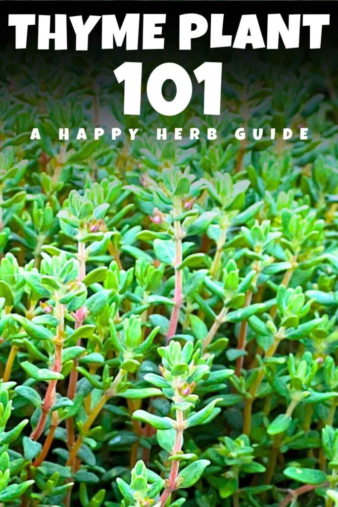 photo of thyme leaves