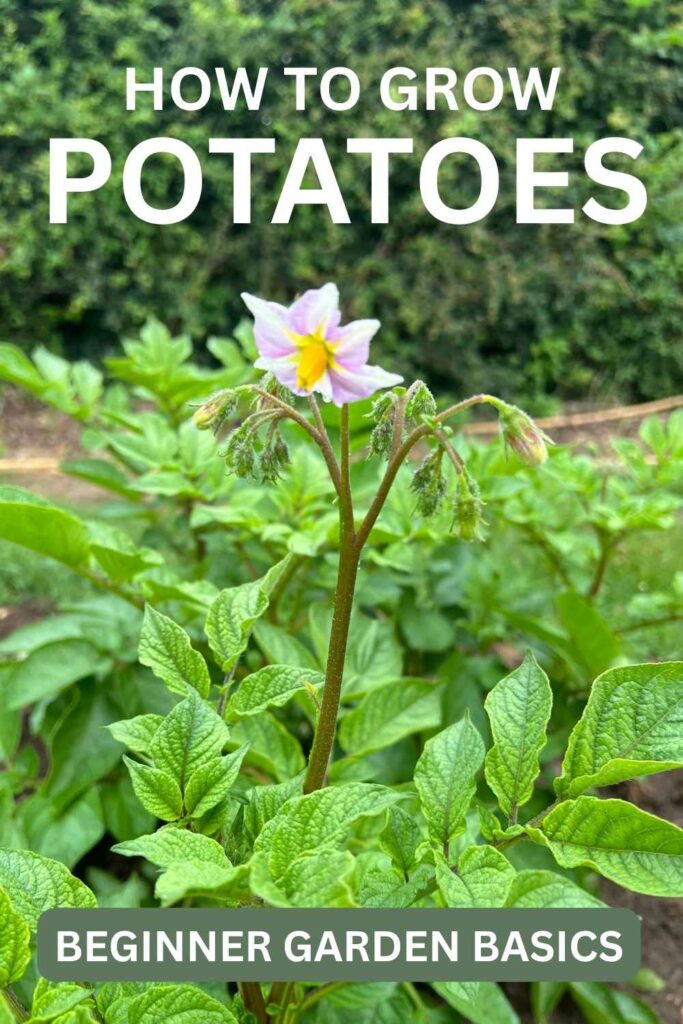 photo of a potato plant in flower
