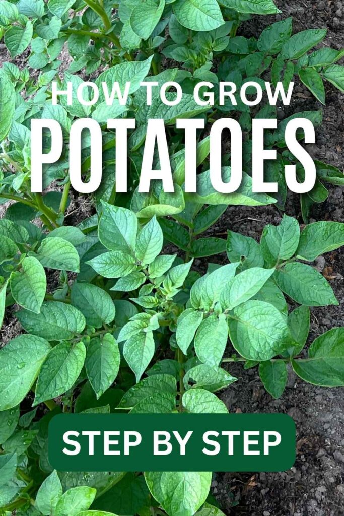 PHOTO of potatoes growing