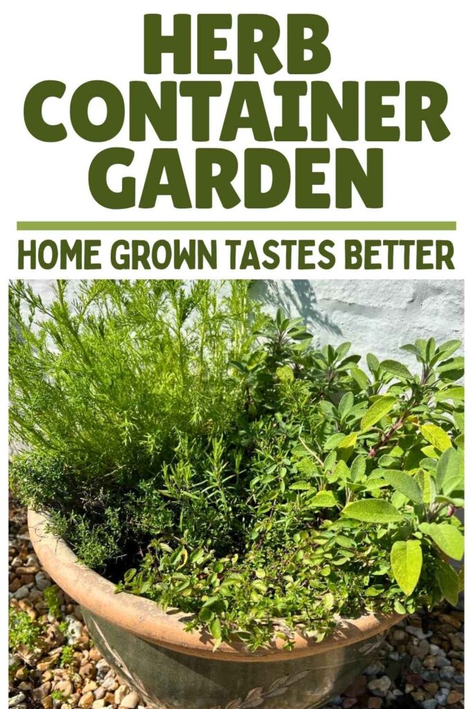 photos of home grown herbs in a ceramic container