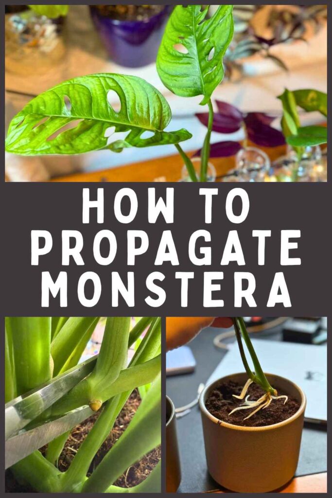 photos of monstera propagation