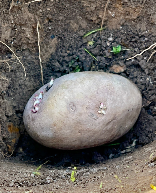 chitted potato in a hole in the ground