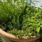 photo of a herb container garden
