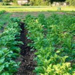 photo of a potato patch planted with maincrop potatoes