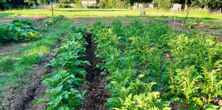 photo of a potato patch planted with maincrop potatoes