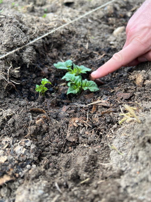 baby potato plant 