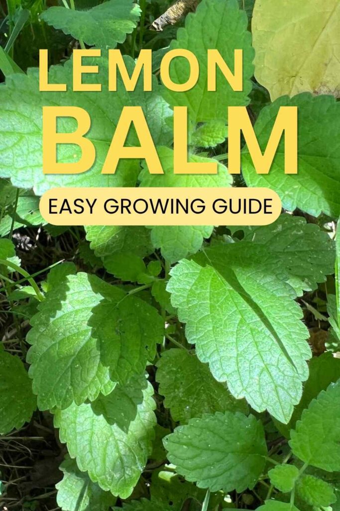 photo of lemon balm plant in dappled sunshine