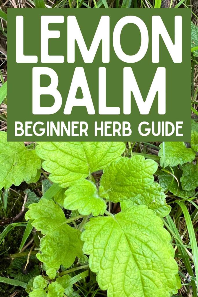 photo of a lemon balm plant