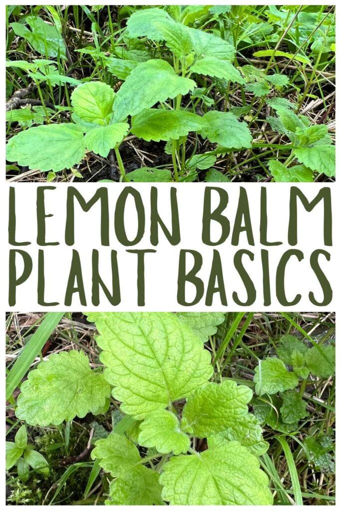 photos of lemon balm plants growing in a shady garden
