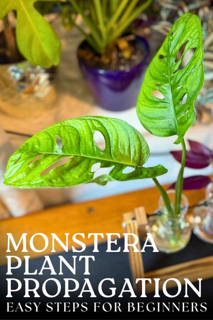 photo of a monstera plant cutting in water