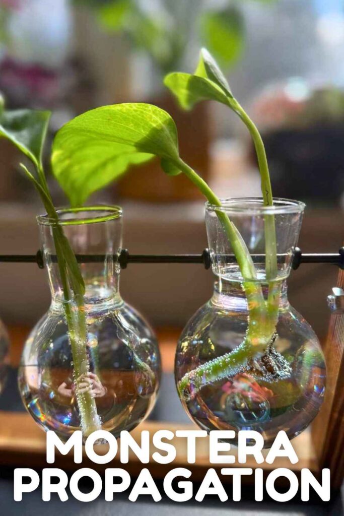 photo of monstera cuttings rooting in water