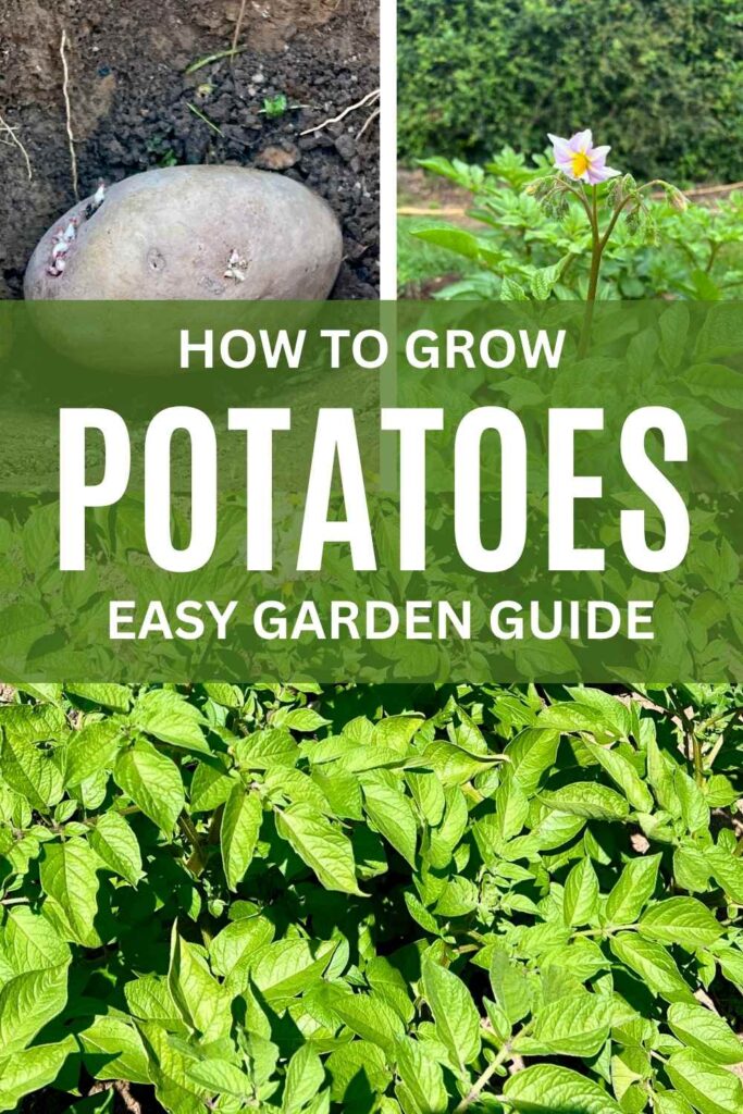 photos of potatoes growing in a vegetable garden