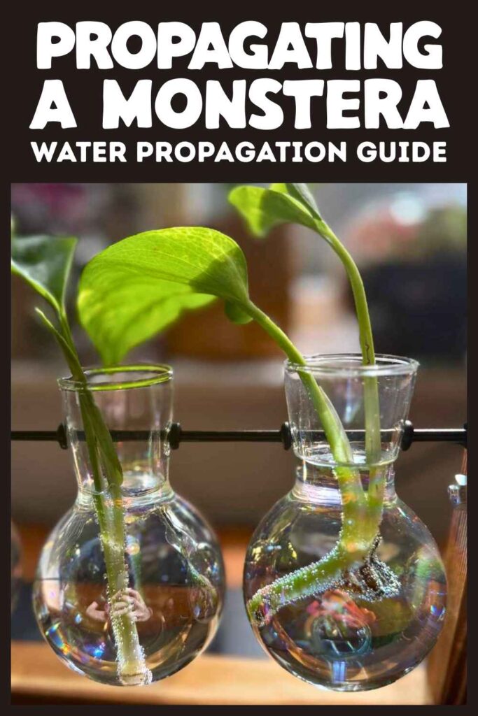 photo of monstera cuttings in water
