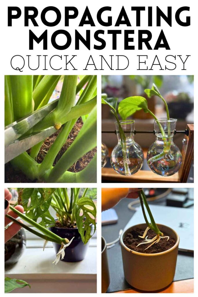 photos of monstera propagation