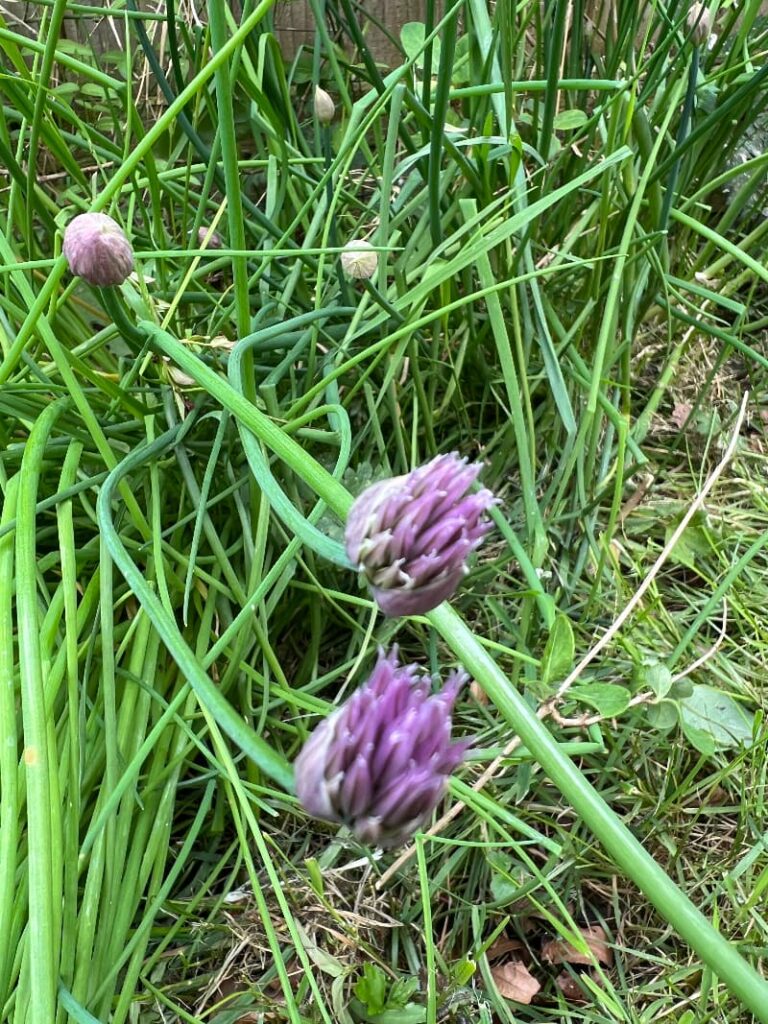 photo of some chives