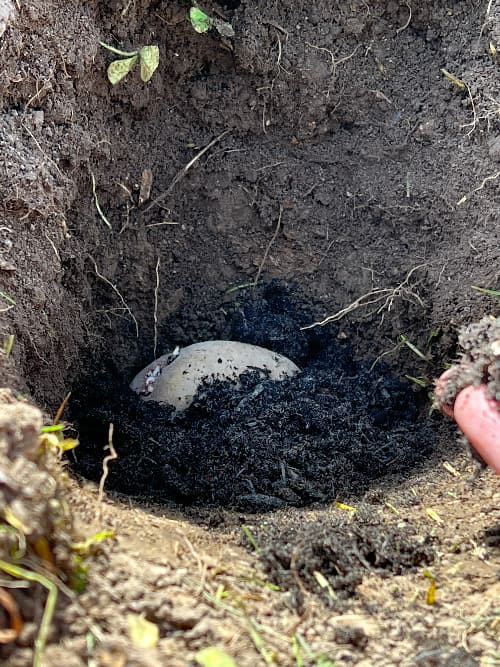 photo of a potato in a hole being covered with potting soil