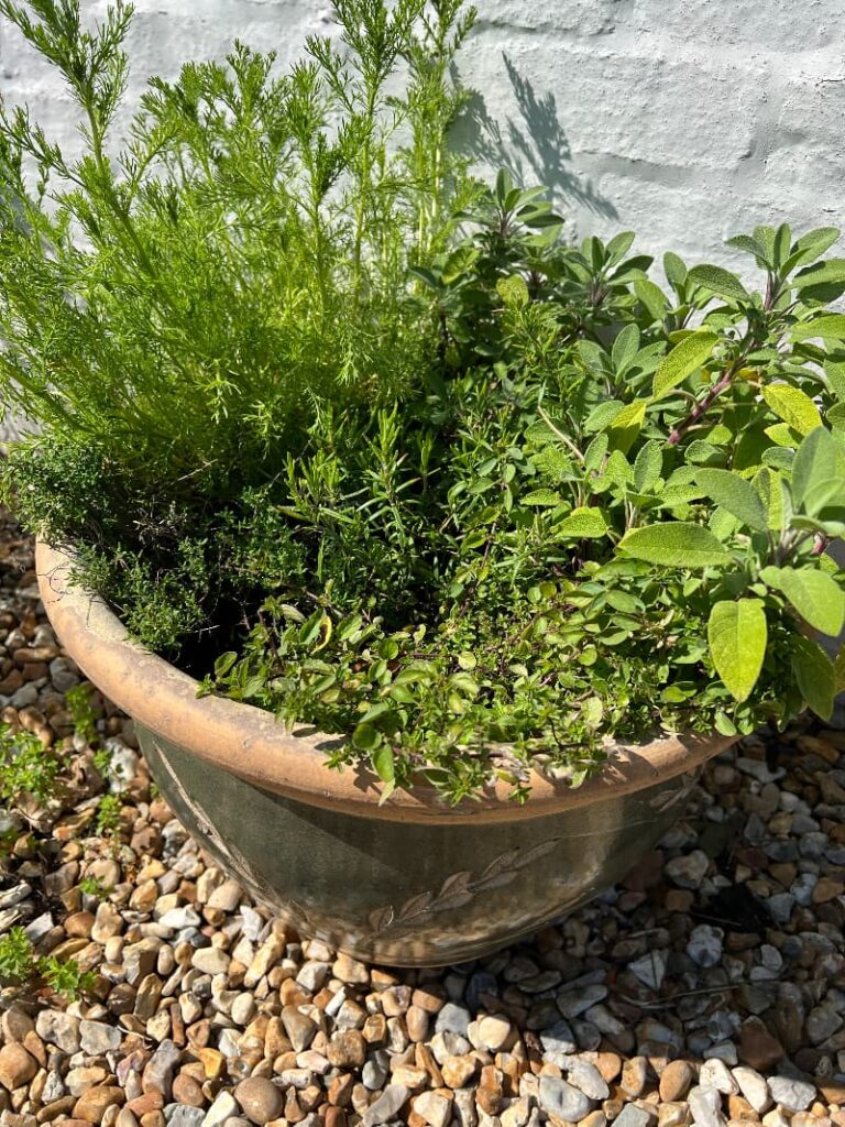 photo of a herb container garden