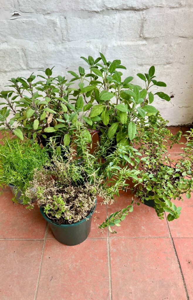 A collection of herbs in small pots