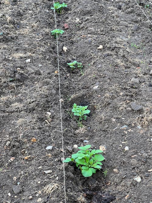Maincrop potato plants 12 days after planting