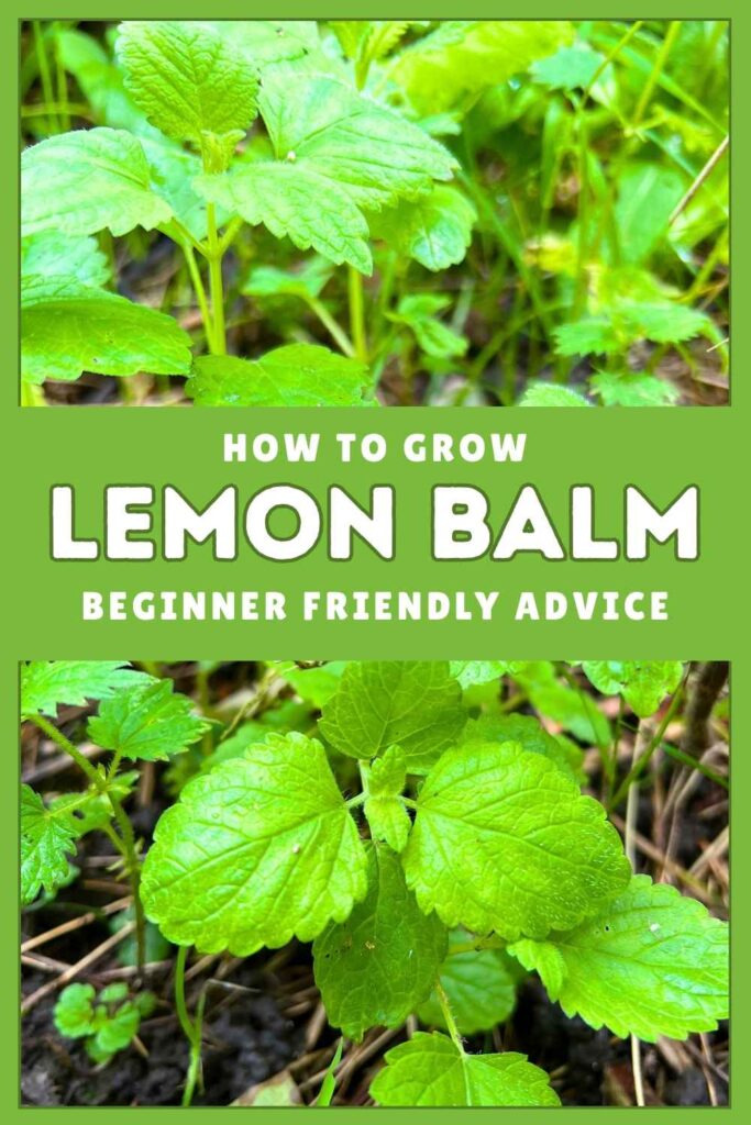 photo of a lemon balm plant growing in some long grass